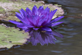 Water lily reflected
