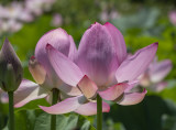 Lotus pink