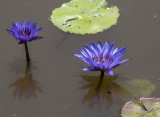 The many-shadowed water lilies