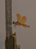 Showy dragonfly