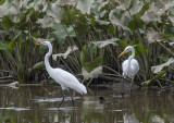 The Great Egret encounter: Was it something I said?