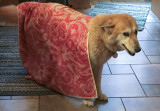Wet dog