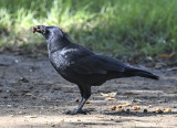 Eating crow