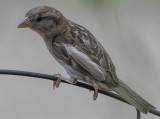 Demure sparrow