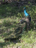 Edward the peacock