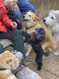 The distraction of treats