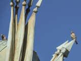 Confederate birds