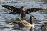 Cormorant capades: Air dry (4/4)