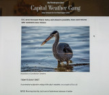 The heron made it into The Washington Post!