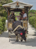 Water buffalo-drawn cart, Taketomi Island