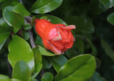 Pomegranate - Granatpple .jpg