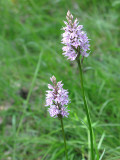 Dactylorhiza fuchsii - Skogsnycklar
