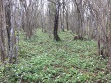 Vitsippor - Anemone nemorosa.peg