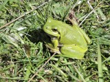 Hyla arborea - Lövgroda.jpeg