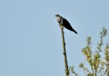 Common Cuckoo - Gk .jpeg
