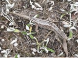 Lacerta agilis - Sandödla.jpeg