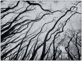 Trees I Have Known