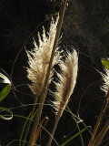 Coastal grasses at Little River