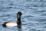 Lesser Scaup - male