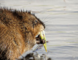 Muskrat