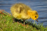 Canada Goose Gosling