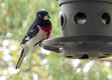 Rose-breasted Grosbeak  (2 photos)