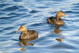 Common Eiders  (2 photos)