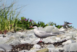 Common Terns  (Nova Scotia)