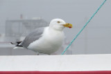 Herring Gull - Nova Scotia