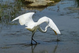 Great Egret   (2 photos)