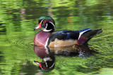 Wood Duck   (3 photos taken on the same afternoon)