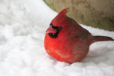 Northern Cardinal