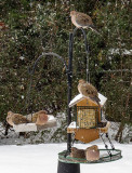 Mourning Doves