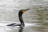 Double-crested Cormorant