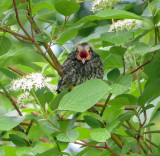 Red-winged Blackbird - juvenile