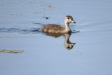 Wood Duckling and Friend