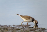 Semipalmated Plover