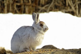 Snowshoe Hare