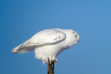 Snowy Owl