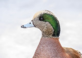 American Wigeon