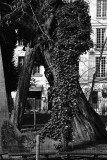 Le plus vieil arbre de Paris au square Ren Viviani