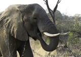 Elephant eating tree