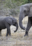 Elephant mom and baby sharing stick
