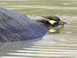 Red billed oxpecker hippo mirror drinking