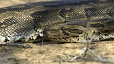 African rock python 