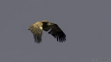 Cape vulture 