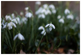 Galanthus nivalis