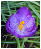 Crocus