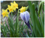 spring