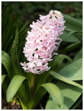 Hyacinth